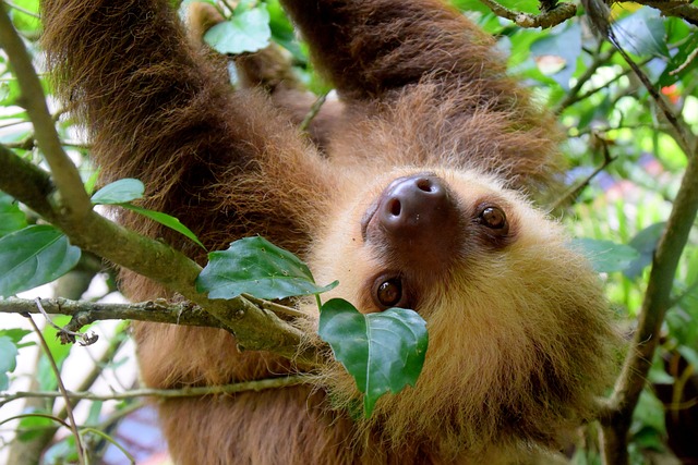 Perezosos en Costa Rica
