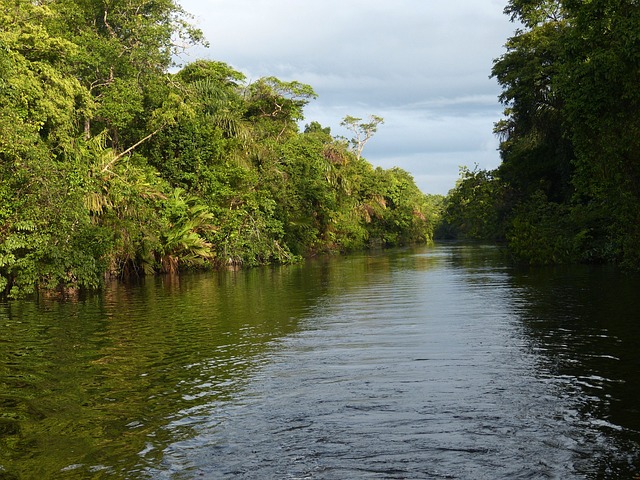 Selva Costa Rica