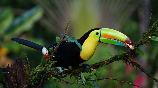 Tucán Costa Rica