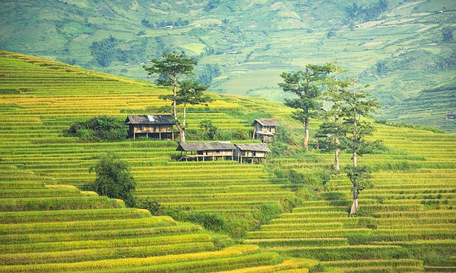 Terraza de arroz, Bali